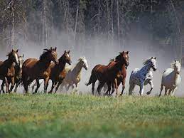 Wild Horses Wallpapers Wallpaper Cave Horses Wild Horses Mustangs Wild Horses Running