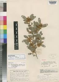 Image result for Nectaropetalum