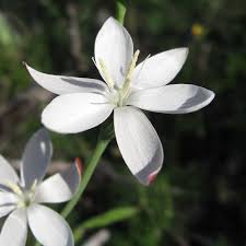 Image result for Hesperantha petitiana