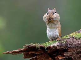 Also, how far can squirrels fall and live? Why Do Chipmunks Live On The Ground But Squirrels Live In Trees