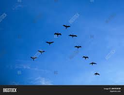 Is any other type of bird photography as challenging? Group Birds Flying V Image Photo Free Trial Bigstock