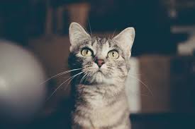 American journey turkey & chicken recipe dry food. Royal Canin Wet Cat Food Review In 2020