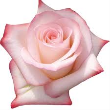 Rose Vania Standard Rose Roses Flowers By Category Sierra Flower Finder