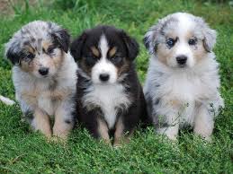 Maybe you would like to learn more about one of these? Pin Di Peyton Swanson Su Australian Shepherd Puppies Cuccioli Di Pastore Australiano Cani E Cuccioli Cuccioli Di Cani