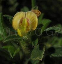 Image result for Stylosanthes fruticosa