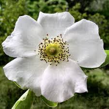 Georgia state flowers the cherokee rose (rosa laevigata) is the state flower of georgia. Rosa Laevigata Wikipedia