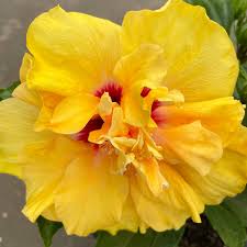 What is your hibiscus plant is telling you? Hibiscus Adonicus Double Yellow