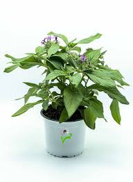 Image result for Pentas bussei