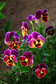Outdoormagic Pansies Flowers Beautiful Flowers Flowers Nature