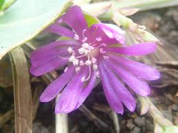 Image result for Corbichonia