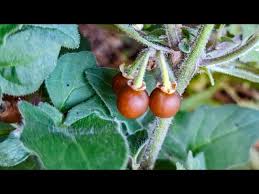 Image result for Solanum villosum