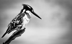 black and white kingfisher