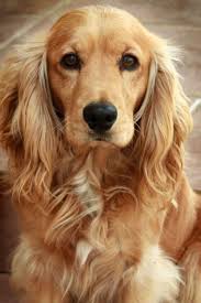 Did You Get An English Cocker Spaniel Why In The World Would You Do That To Yourself Best Dog Breeds Baby Dogs Dog Life