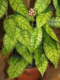 Pin On Favorite Houseplants