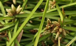 Image result for Schoenoplectiella mucronata