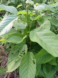Image result for Sterculia tragacantha