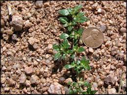 Image result for Guilleminea densa