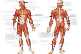 Different nerves branch out throughout the body to provide each muscle electrical impulses from the brain to trigger movement. Muscles Of The Human Body Anterior Muscle Identification Posterior View Muscle Identification Muscle Cell Diagram Structure Of A Skeletal Muscle Microscopic Structure Of Sarcomere Anatomy And Physiology Unit 5 Muscular System Test