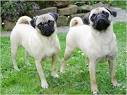 Retro pug- Pugs being bred with longer snouts so they can ...