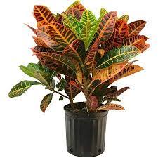 Maybe you would like to learn more about one of these? Liana Baby Croton Live Natural Plant With For Home Garden Including Pot 5 Gram Organic Fatilizer Included Amazon In Garden Outdoors