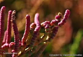 Image result for Sarcocornia