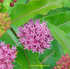 Once they are mature, the pods split longitudinal and relase the seeds within. Asclepias Purpurascens Purple Milkweed For Monarchs