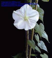 Image result for Ipomoea wightii
