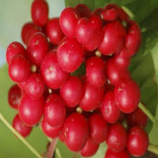 Check spelling or type a new query. Schisandra Berry Extract Powder Novoherb