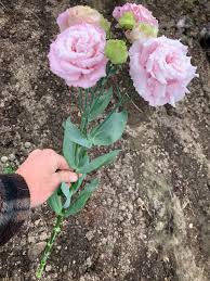 Image result for eustoma lisianthus in garden