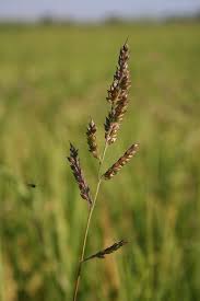 Image result for Echinochloa