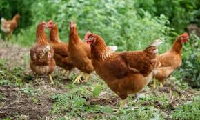 Check spelling or type a new query. Cooped Up Is Coronavirus Lockdown A Good Time To Start Keeping Chickens Pets The Guardian