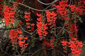 Jade plants officially known as crassula ovata might be one of the most common and popular succulent plants out there. Red Jade Vine Jake Brought Some Home Today Vine Plant Jade Vine Plant Life