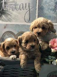 Maltipoo Puppies For Sale San Jose Ca Maltipoo Puppy Puppies Maltipoo Puppies For Sale