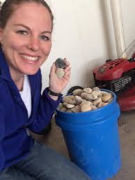 just a few of the rocks I've painted this summer #FRBB