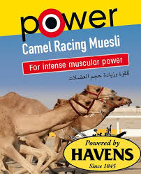 When does camel racing take place. Camel Feed Havens Eu