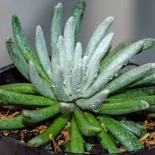 Image result for Senecio forbesii