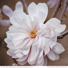 422 w 11th st, houston, tx 77008, usa address. Beautiful Spring Flowers Spring Blooming Trees Flowers Spring Flowers