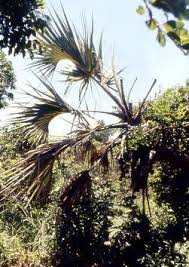 Image result for Hyphaene coriacea