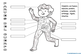 Resultado de imagen para cuerpo humano