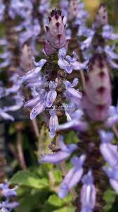 Image result for Coleus caninus