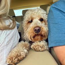 POPPY DOODLE (@poppydogblog) • Instagram photos and videos