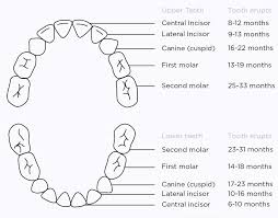 Image result for Teething