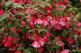 Keep in mind that you don't have to make your special fuchsia potting mix. How To Grow Fuchsia Plants Outdoors Sunday Gardener