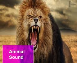 Soundbible.com offers free sound clips for download in either wav or mp3 format. Ø§Ù„Ù‡ÙŠØ±ÙˆÙŠÙ† Ø§Ù„Ø¥Ø«Ù†ÙŠÙ† Ø§Ù„Ø¥Ù…Ù„Ø§Ø¦ÙŠØ© Lion Roar Sound Effect Mp3 Free Download Immobilier Sarrebourg Com