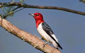 Commonly found perching on tree trunks or chiselling wood in search of their favourite foods.top 10 types of woodpeckers in the world(with pictures). Red Headed Woodpecker Audubon Field Guide