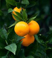 Most times, you don't need to have a second citrus tree for the first one to produce fruit. Citrus Tree Maturity At What Age Do Citrus Trees Produce Fruit
