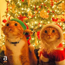 Mutlu Yillar Smile Ifade Simgesi Mutluyillar Yilbasi Noel Hediye Kedi Komik Hayvan Fotograflari Kedi Esprileri Komik Hayvanlar
