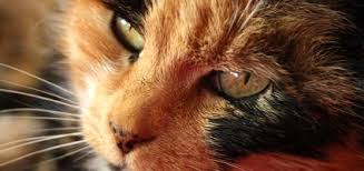 In cats, blood grouping conflicts are similar to rhesus factor conflicts in humans due to the maternal antibodies in the milk attacking the conflicting blood group of the kittens. 5 Remarkable Facts About Cat Nose Freckles Catster