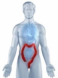 170+ Colon Ascendente Fotos Fotografías de stock, fotos e imágenes libres  de derechos