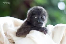 This Sweet Baby Howler Monkey Named Tommy Was Raised At Kstr For A Few Months And Was Then Sent To A Facility That Types Of Monkeys Howler Monkey Baby Animals